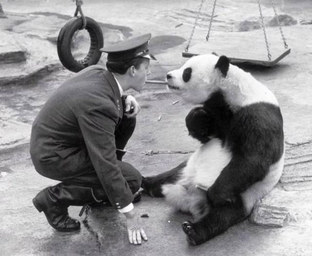 苦奋甘来的动物，十年寒窗将过去，苦奋甘来想荣华指什么生肖（大熊猫是我国的“国宝”）