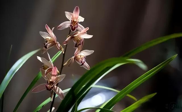 梅花象征什么，梅花象征什么青松象征什么雪花象征什么（中国十大名花排行榜）