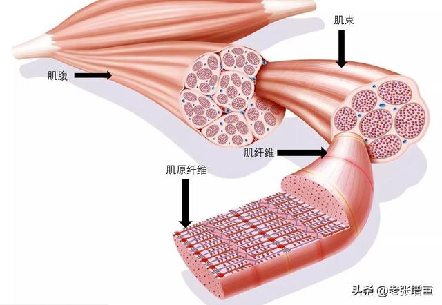 瘦人怎么能快速增肌，瘦人快速增肌的方法（一篇文章告诉你肌肉是怎么变大的）