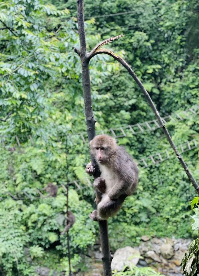 峨眉山风景区图片，峨眉山风景图片（峨眉山的景点有哪些）