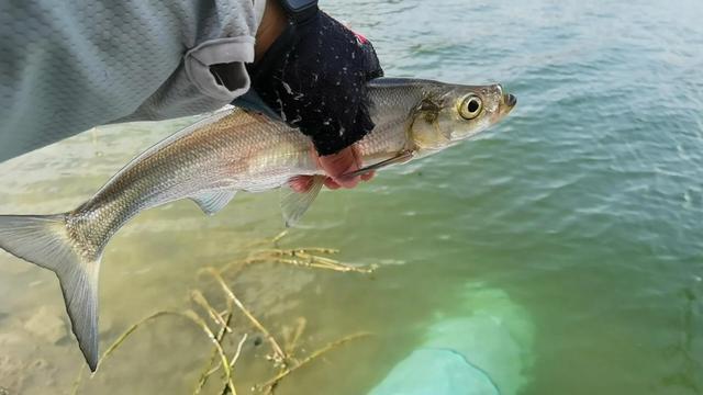 附近哪里可以钓鱼，附近哪里好钓鱼（昆明周边100公里柴石滩水库）