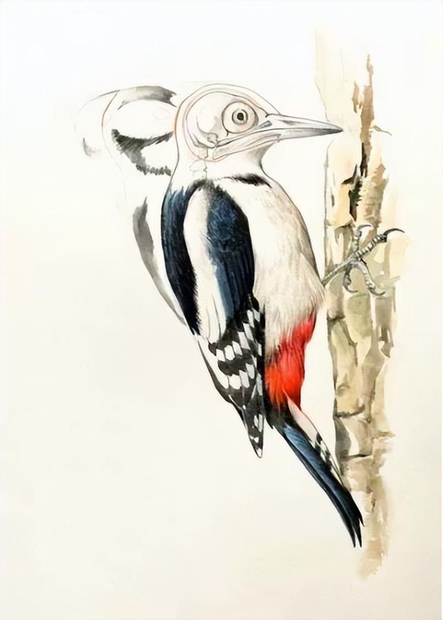 学本领的猫头鹰的故事，猫头鹰的本领是（一天啄木12000次）