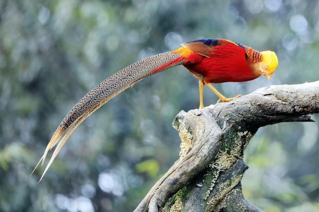 印度的国鸟是什么，各个国家的国鸟是什么（揭秘为什么中国还没有“国鸟”）