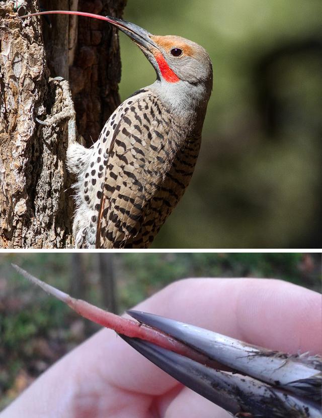 有趣的冷知识有哪些，有趣冷知识百科大全（10个有趣的冷知识）