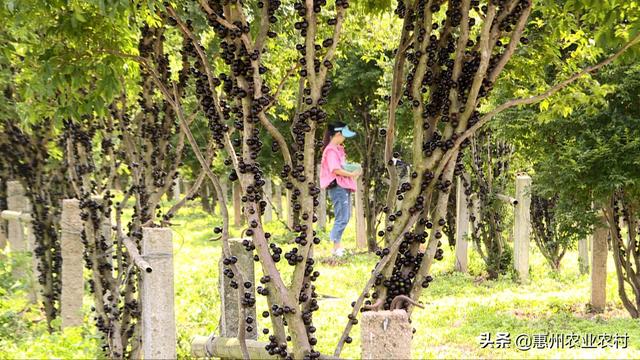 嘉宝果是什么水果，惠州惠东：嘉宝果成熟了