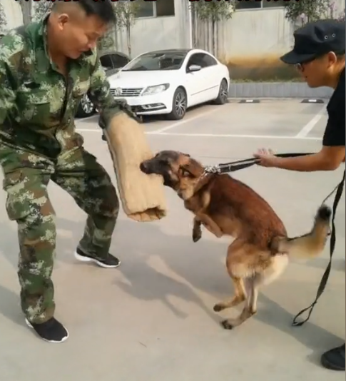 巴顿犬多少钱 巴顿 军犬