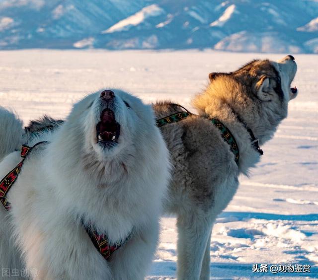 狗的品种大全，无尾狗的品种大全（而狗的分类方法也有很多种）