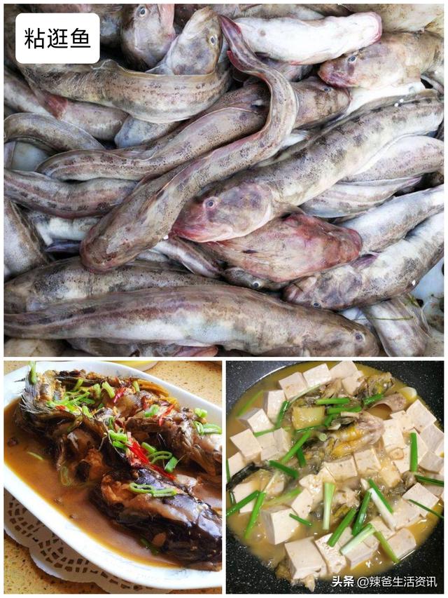 40种“好吃不贵”的野生海鱼（上），附：价格和吃法，请收藏