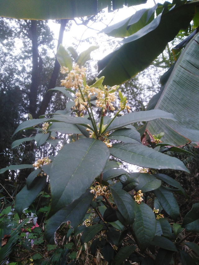 四季桂花树种植技术，四季桂花树的种植技术（开花时满院子香味）