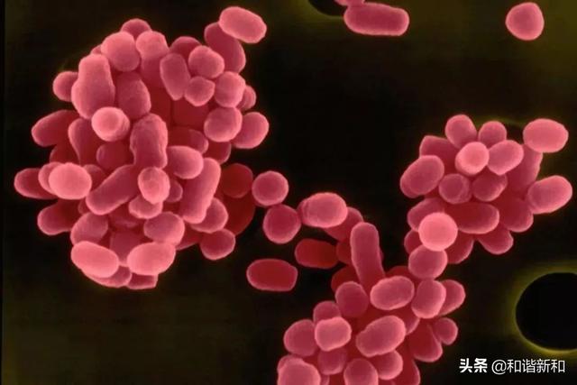 布病不治疗能够自愈吗，布病不治能自行痊愈吗（布鲁氏菌病的防护知识）