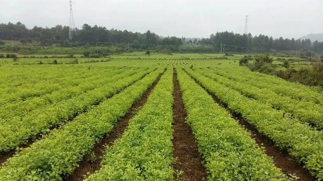 推进乡村文化振兴的措施是哪些，如何振兴乡村文化（艺赋能——腾冲市创新举措全力推进乡村振兴）