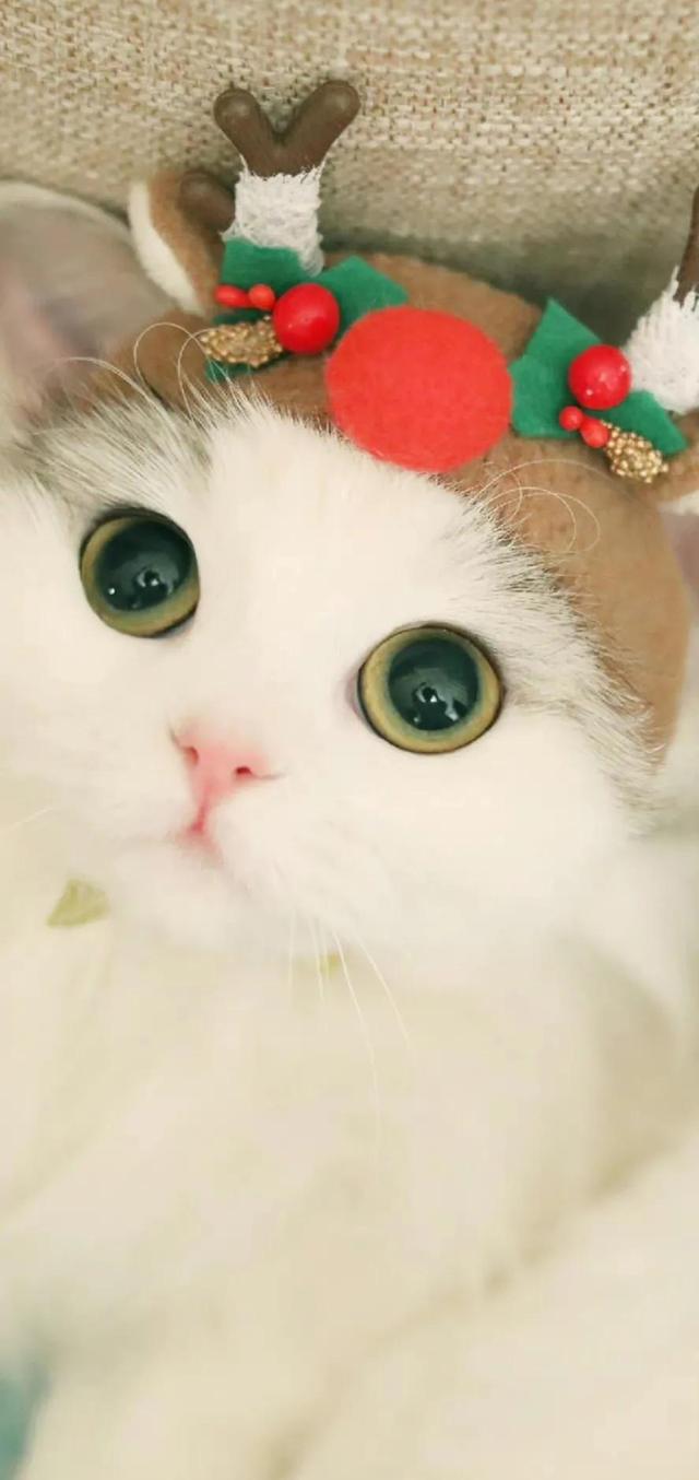 小猫可爱图片，小猫可爱图片 呆萌（猫咪壁纸‖好可爱呀）