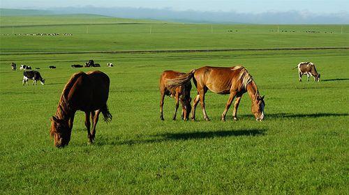 有只小猫咪 它晚上不睡觉，如何找到小猫咪（掌握猫的睡眠规律图片）