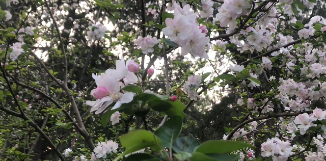 郑州樱花园在哪里，去郑州看樱花哪里好（郑州适合春天适合带孩子玩的宝藏地）