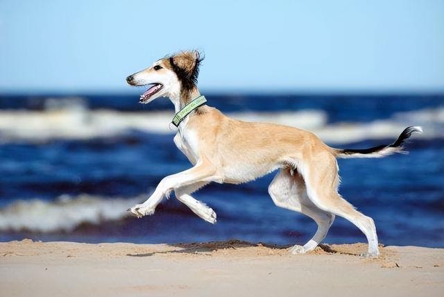 苏格兰牧羊犬智商排第几，苏格兰猎鹿犬的智商排名（盘点跑得“最快”的10种狗）