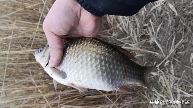 土鲫鱼怎么区别，大板鲫到底是什么品种