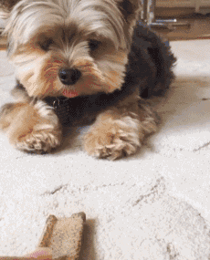 吉娃娃智商相当于几岁小孩，吉娃娃聪明吗（陪伴你可长达20年）