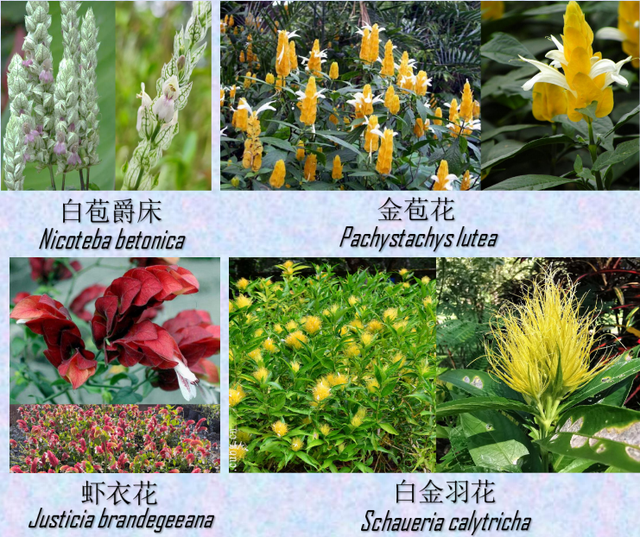 关于爵床科介绍，爵床科的特点（西双版纳植物园亮相了）