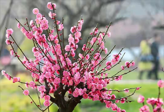 好听的树的名字，爱情树的名字大全简单而有寓意（5种“名花树”）