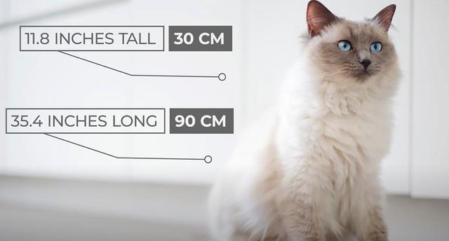 猫的种类图片及名称，猫的种类图片及介绍（猫的种类和性格特点）