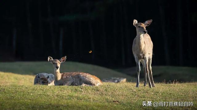 鸡鸣寺要门票吗，鸡鸣寺要预约吗（2023年南京吃住行玩超全攻略）