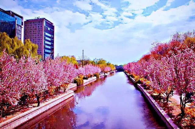 西府海棠图片，西府海棠～花苞胭脂点点（西府海棠）