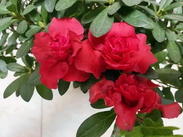 春天的花代表，春天的花代表什么（<一>君子兰、杜鹃、茶花、梅花、长寿花）