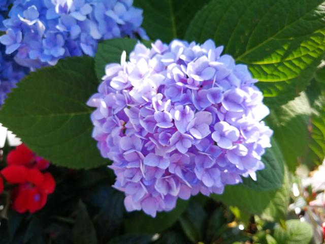 鲜花的花语和花的数目的寓意，鲜花数量的寓意（100种迷人的“数字花”）