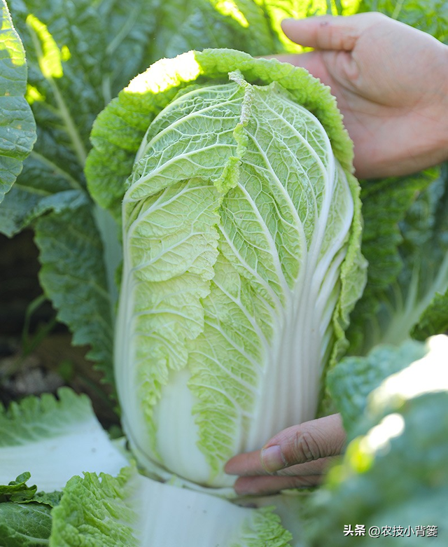 如何自己种白菜，怎么种白菜（怎样才能种出高产优质的大白菜）