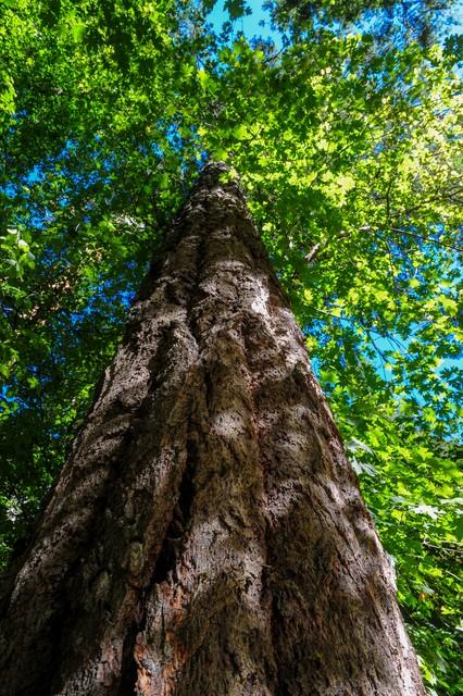 世界上最高的地方，比珠穆朗玛峰还高的山（‖美国加州红杉树‖巨树国家公园）