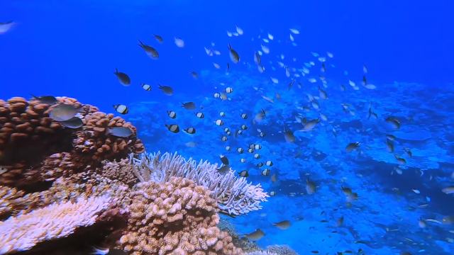 海蛇有毒吗，宠物蛇专卖网（有一种情况下海蛇会追着你咬）