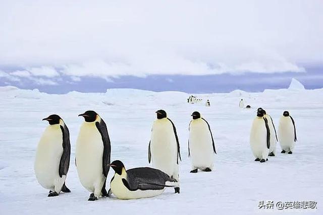 南极常年平均温度是多少，你知道南极平均温度多少吗（企鹅为啥活得有滋有味）