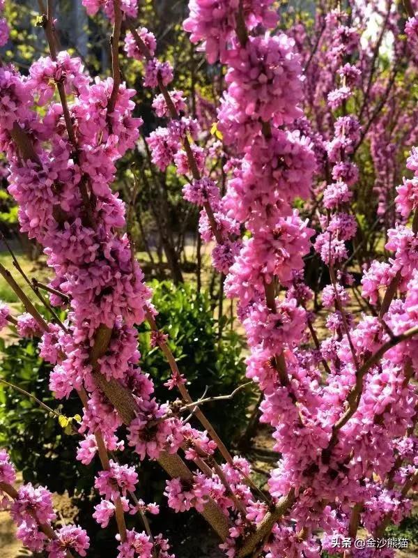 春天的花有哪些，夏天的花有哪些（<一>棣棠花、紫荆花、梨花和丁香花）