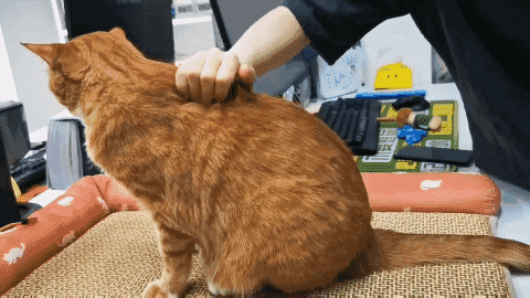 怎样抱猫咪最舒服，怎样抱猫咪最舒服图片（史上最全猫咪按摩宝典）