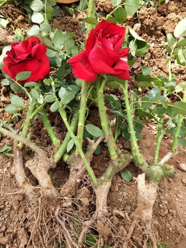 10种不吉利的花，5种花越养越“不吉利”