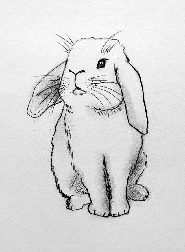 如图所示:在头部画出小兔子的眼睛鼻子和嘴巴,如图所示:在嘴部画出小