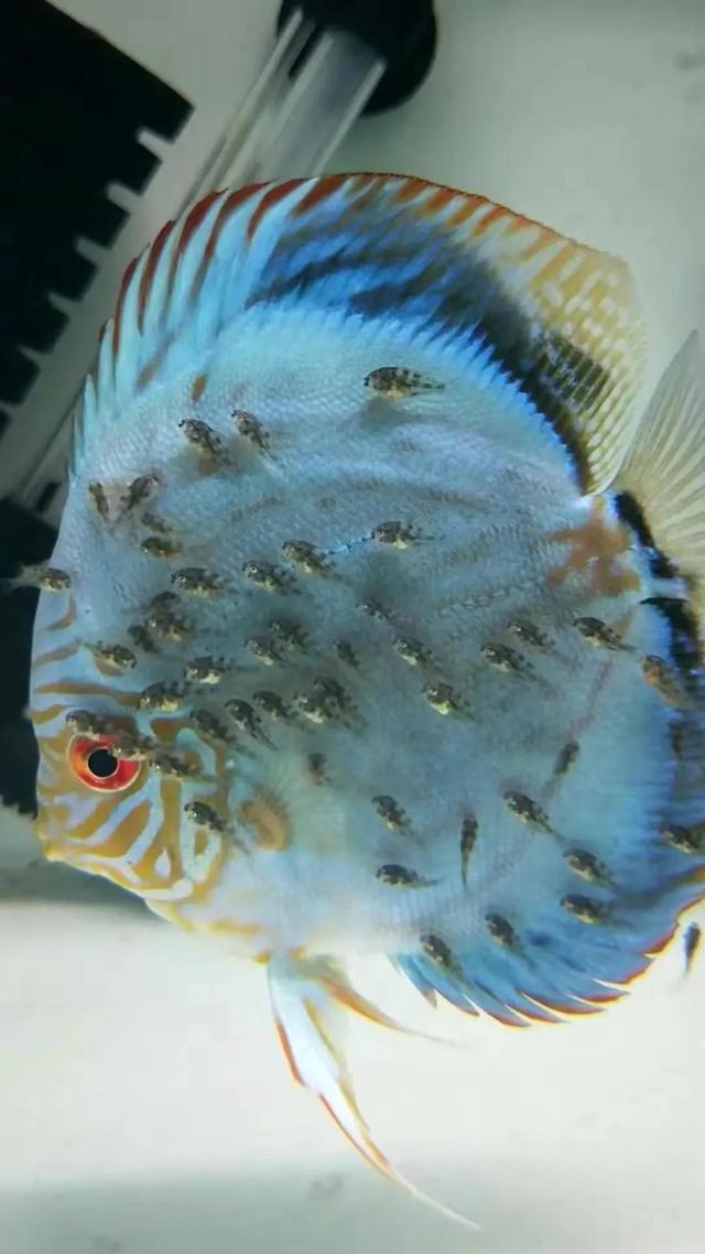 100多种神仙鱼欣赏，鳕鱼图片大全