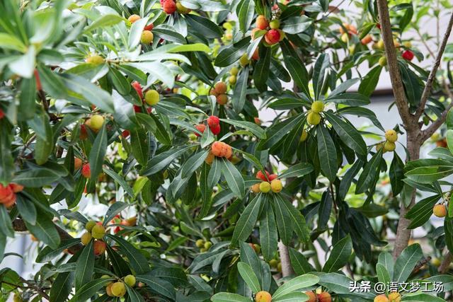 夏天的景色的优秀作文，夏天的景色的优秀作文三年级（《我心中的美景》<作者）