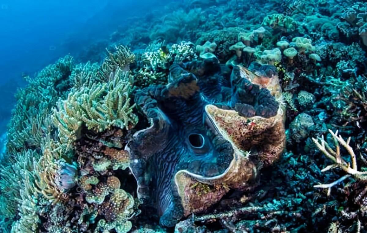 夜光蝾螺在黑暗中能发光吗，夜光蝾螺会发光吗（这种东西来自二级保护动物）