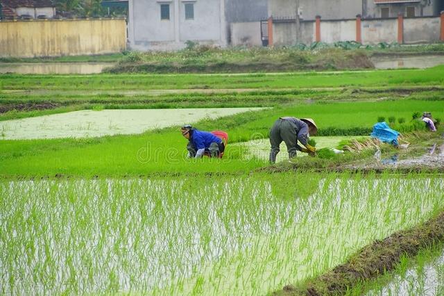乡村四月的诗意，乡村四月的诗意20字（反映农村方方面面）