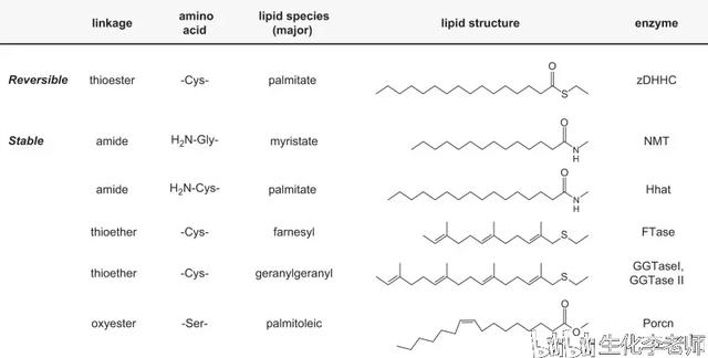 et是什么基团，蛋白质的脂化修饰<PTM>