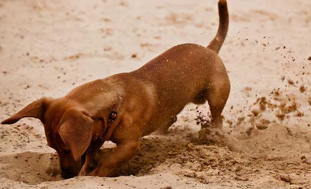 狗多大年龄2021，狗狗的年龄有多大（宠主一定要好好珍惜自家狗）