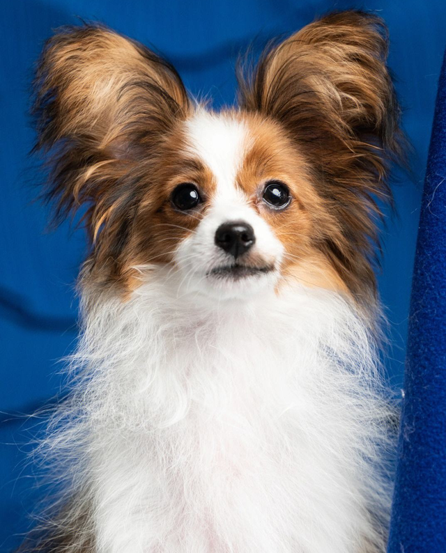 家庭适合养什么犬，十大最适合家庭养的宠物狗（9种最适合养的狗狗）