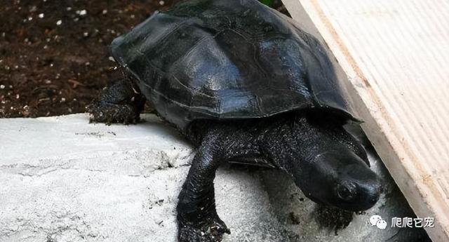 墨龟和草龟的区别，墨龟和草龟的区别图片（做一个有追求的养龟人）