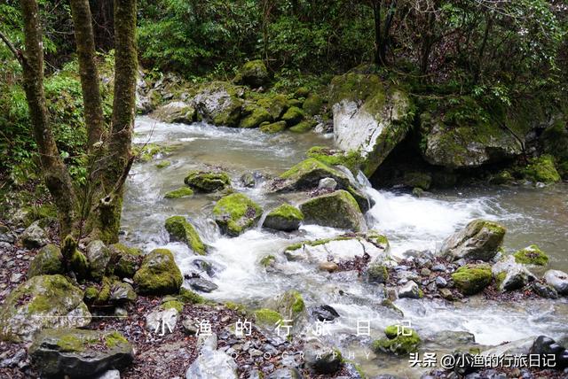 万亩油菜花海游玩攻略，奔赴川陕交界的巴山秘境