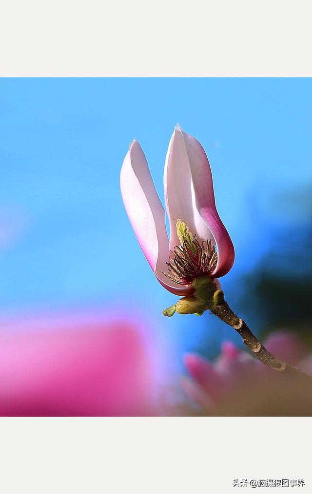 浪漫之花朵，一朵鲜花的浪漫（实拍26张玉兰花的照片图片）