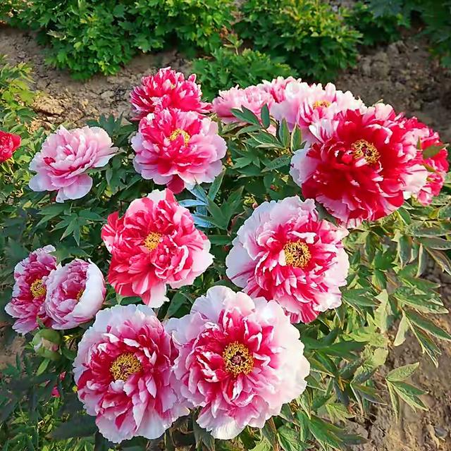 牡丹花简介，圣代牡丹花简介（有“3怕”要避开）