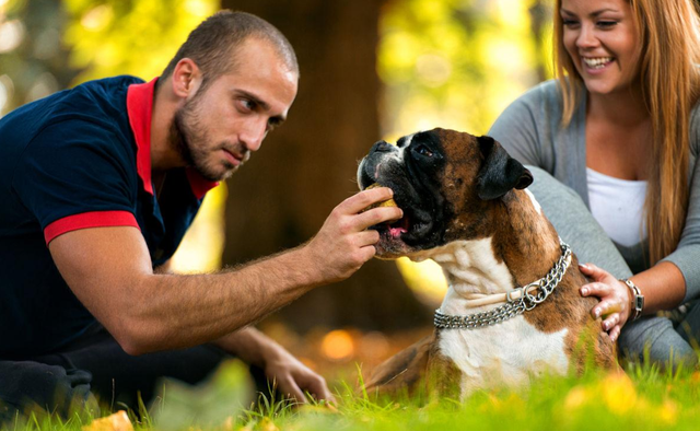 拳师(拳师酱解说),为何养"拳师犬"的人日渐增加(拳