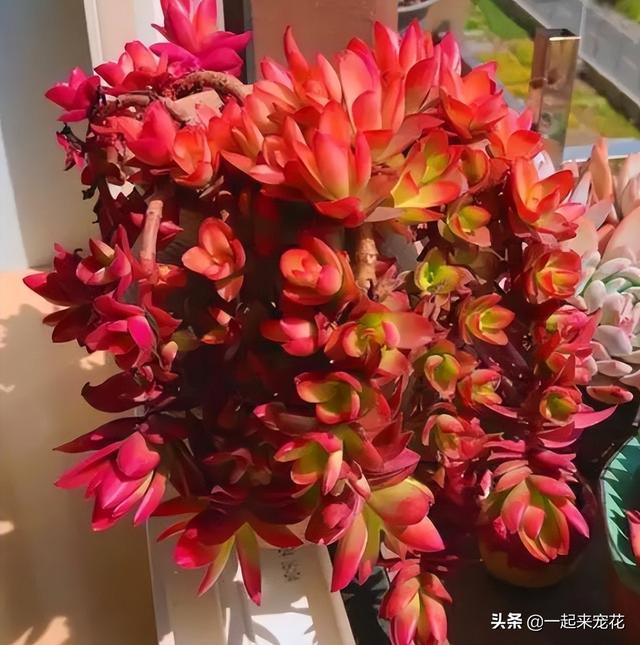 多肉火祭怎么养，多肉火祭怎么养才变红（养不好多肉试试火祭）