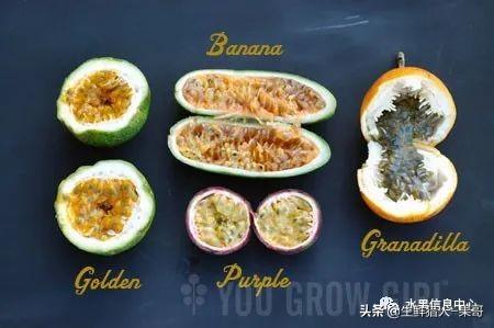 passion fruit是什么水果（土豪百香果，一斤100元）